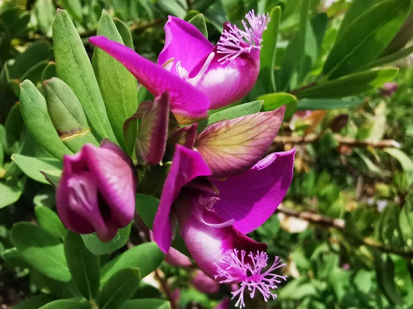 スペインのマラガの公園で成長している紫色のミルクワーツの花のクローズアップショット — ストック写真