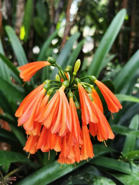 Tiro Vertical Flores Vermelhas Acanthaceae Crescendo Jardim — Fotografia de Stock