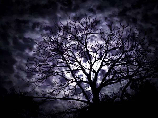 拍下了夜空中的一棵树的低角照片 — 图库照片