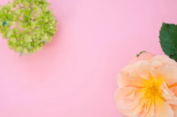 Horní Pohled Zahradní Růže Francouzské Hortenzie Pupeny Růžovém Povrchu Prostorem — Stock fotografie