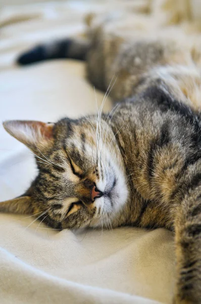 Chat Américain Poil Court Couché Sur Lit — Photo