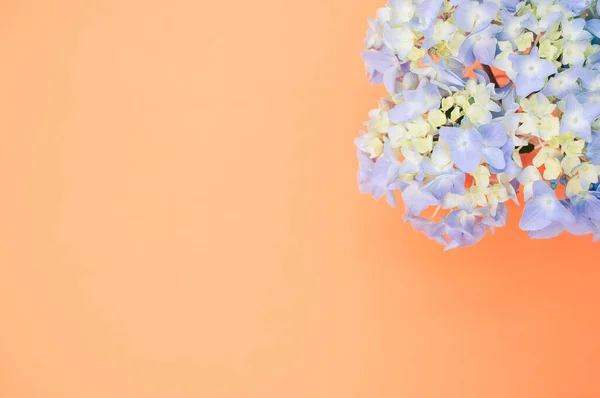 Primo Piano Fiori Ortensia Blu Isolati Uno Sfondo Pesca Con — Foto Stock