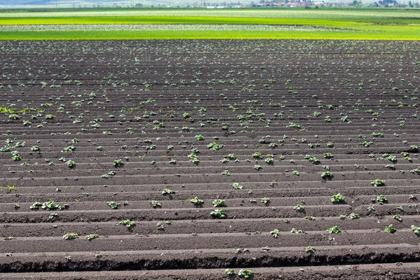 栽培された土地にジャガイモの芽が並ぶ農業景観 — ストック写真