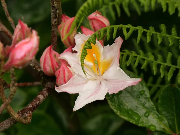 Rododendron Çiçeklerinin Yakın Plan Çekimi — Stok fotoğraf