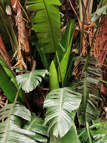 Een Verticaal Schot Van Stam Bladeren Van Een Palmboom Een — Stockfoto