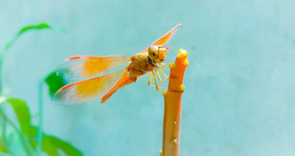 一只奇异蜻蜓坐在一根细枝上的选择性镜头 — 图库照片