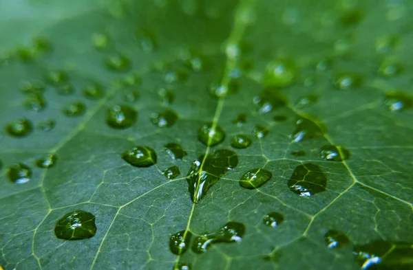 Closeup Shot Waterdrops Green Plants — Stock Photo, Image