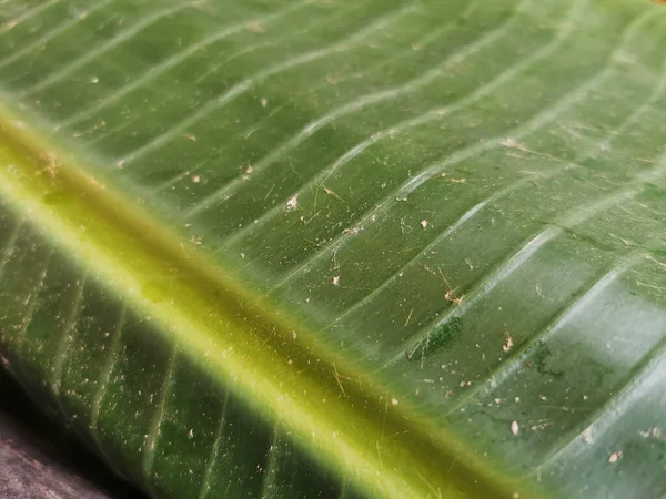 Primer Plano Una Gran Textura Hoja Palmera —  Fotos de Stock