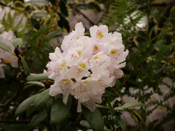 Primer Plano Hermosas Flores Blancas Rododendro — Foto de Stock