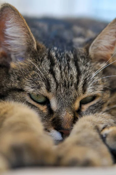 Colpo Verticale American Shorthair Cat — Foto Stock