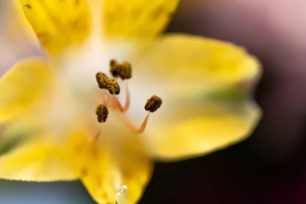 Primer Plano Del Pólenes Sobre Una Exótica Flor Amarilla Jardín — Foto de Stock