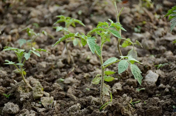 Tomatenplant Zaailingen Groeien Het Landbouw Concept Voor Het Behoud Van — Stockfoto