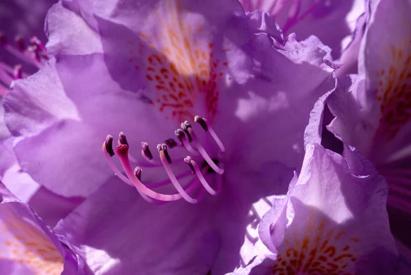 Výběrový Snímek Purpurového Rododendronu — Stock fotografie