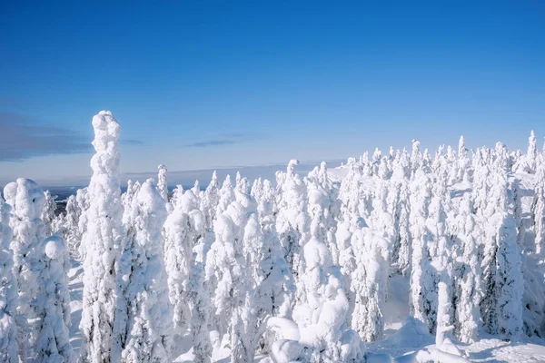 Vacker Utsikt Över Koli Nationalpark Finland Solig Vinterdag — Stockfoto