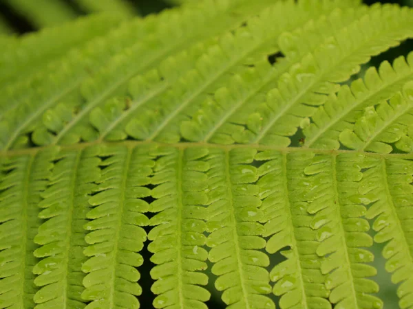 Tiro Close Uma Planta Samambaia Lea — Fotografia de Stock