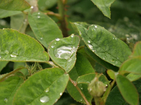 Primo Piano Gocce Acqua Foglie Verdi — Foto Stock