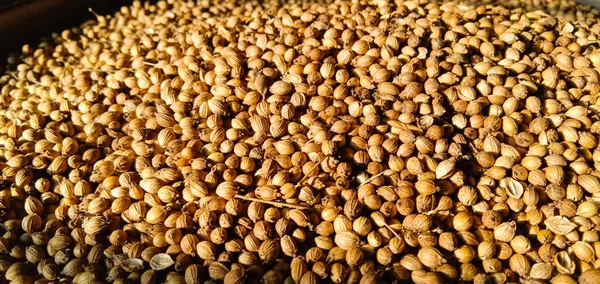 Vysoký Úhel Záběru Hromady Čerstvých Koriandru Semínek Pod Slunečním Světlem — Stock fotografie