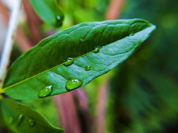 Primer Plano Gotas Agua Plantas Verdes — Foto de Stock