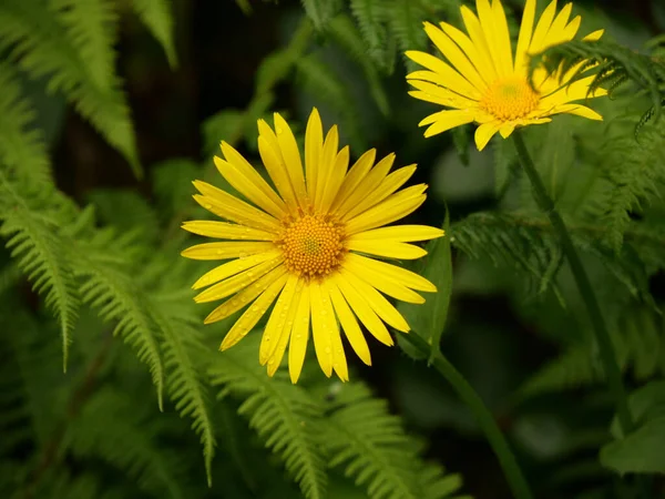 Zbliżenie Strzał Jasnożółty Doronicum Kwiaty — Zdjęcie stockowe