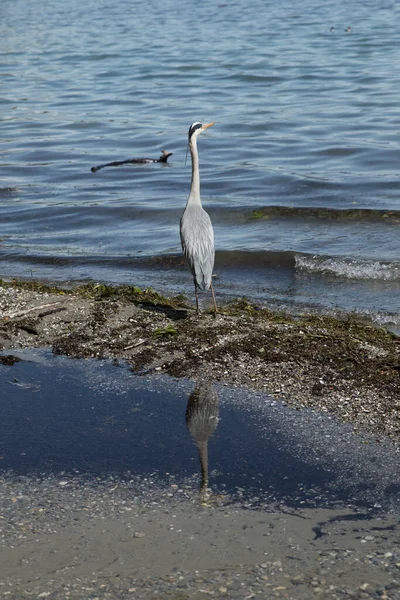 Héros Bord Lac Sur Les Rives Lac Léman — Photo