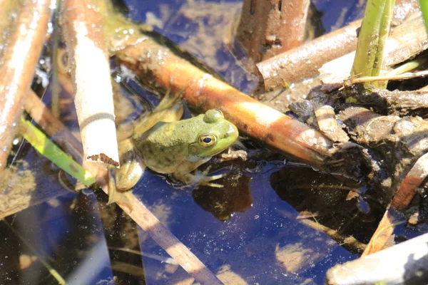 Een Schattige Kleine Noord Amerikaanse Bullfrog Staat Een Meer Onder — Stockfoto