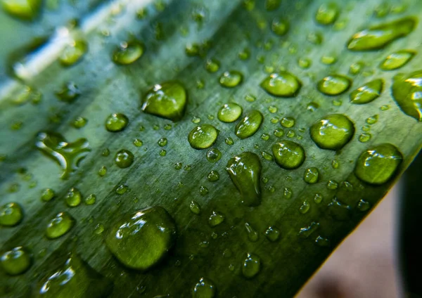 Eine Nahaufnahme Von Wassertropfen Auf Grünen Pflanzen — Stockfoto