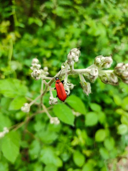 Disparo Vertical Insecto Rojo Sobre Una Planta Sobre Fondo Verde — Foto de Stock