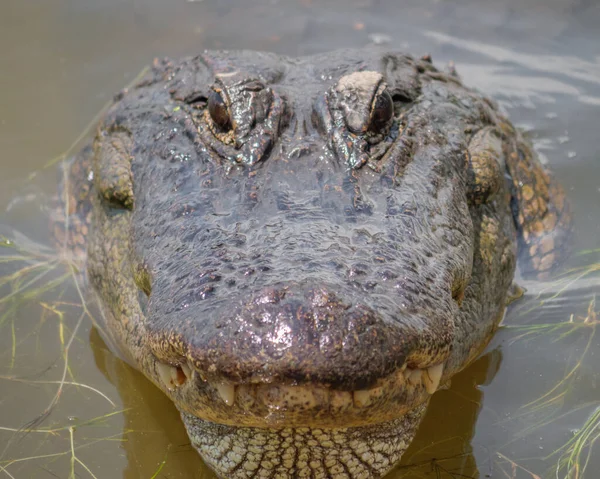 Tiro Perto Uma Cabeça Crocodilo — Fotografia de Stock