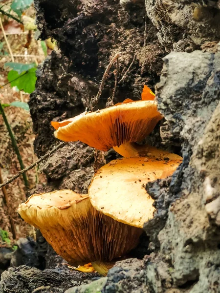 Disparo Vertical Hongos Exóticos Tronco Los Árboles Bosque — Foto de Stock