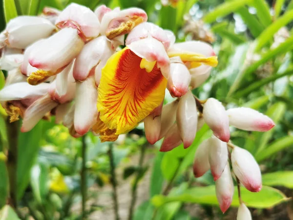 Primer Plano Flores Jengibre Shell Creciendo Parque — Foto de Stock