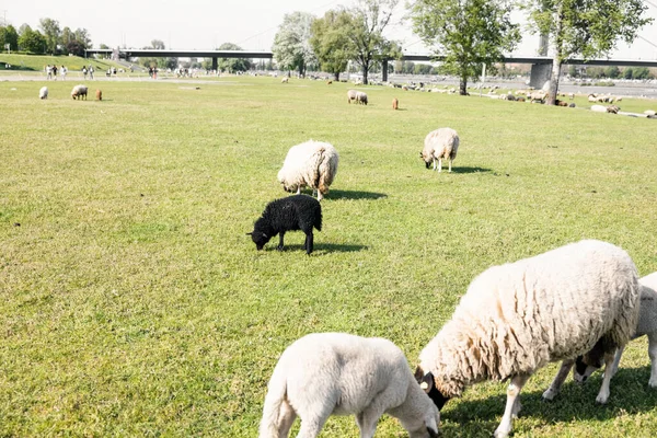 Eine Gruppe Wollschafe Weidet Auf Dem Flachen Wiesenfeld — Stockfoto