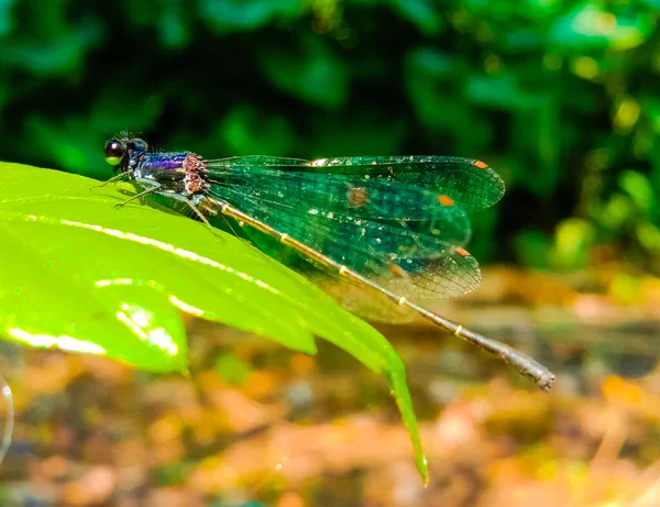 Selective Focus Shot Exotic Dragonfly Sitting Leaf Forest — Stock Fotó