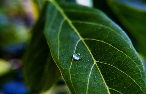 Eine Nahaufnahme Von Wassertropfen Auf Grünen Pflanzen — Stockfoto