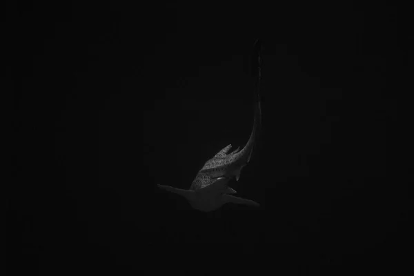 Büyük Bir Balina Köpekbalığının Gri Tonlu Görüntüsü — Stok fotoğraf