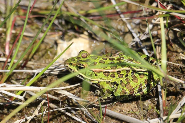 Detailní Záběr Krásné Zelené Leopardí Žáby Divočině Zakryté Rostlinami Trávou — Stock fotografie