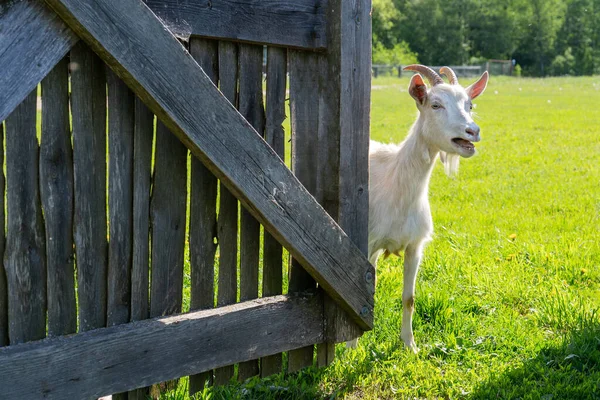 Une Chèvre Rurale Marchant Travers Des Portes Bois Sur Une — Photo