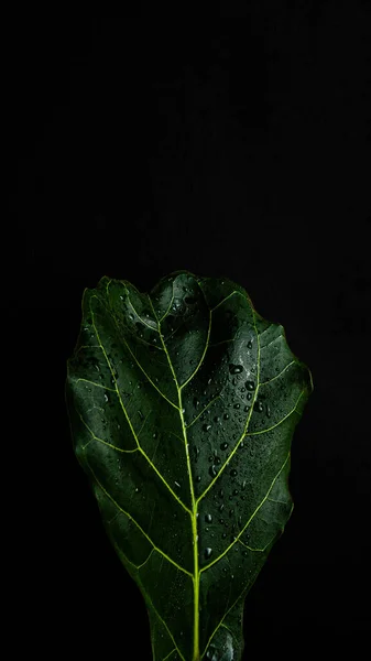 A vertical shot of a fresh fiddle-leaf fig leaf in front of a black background