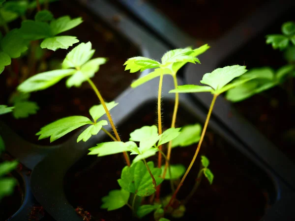 Крупним Планом Знімок Зеленого Листя Стеблі Рослини — стокове фото