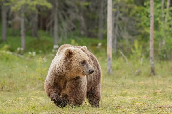 Бурый Медведь Идет Финскому Болоту Солнечным Летним Вечером — стоковое фото