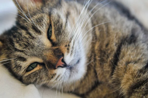 Eine Amerikanische Kurzhaarkatze Liegt Auf Einem Bett — Stockfoto