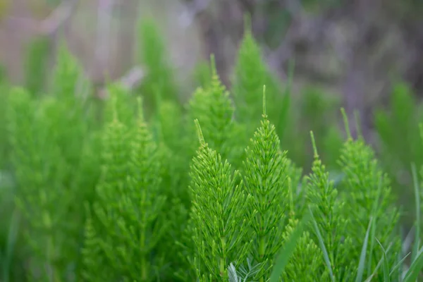 Selektiv Fokusering Skott Gröna Fält Åkerfräken Blad Dagsljus — Stockfoto