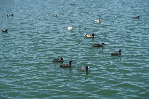 Eine Große Gruppe Grauer Und Weißer Enten Schwimmt Einem Sonnigen — Stockfoto