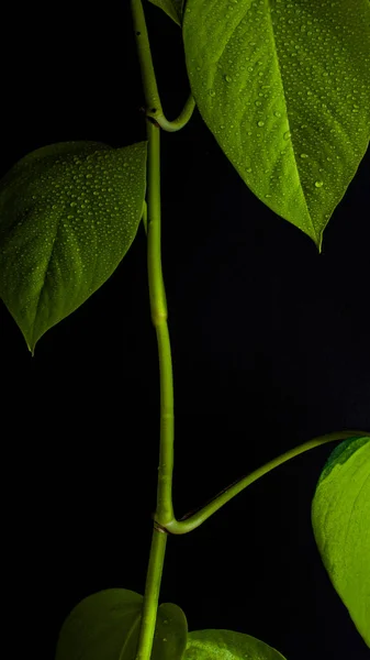 Вертикальний Знімок Гілки Свіжим Зеленим Листям Перед Чорним Тлом — стокове фото