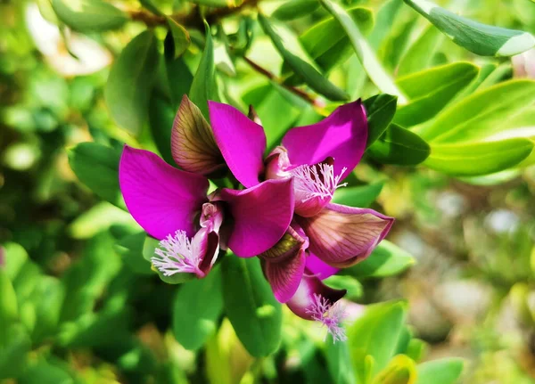 Primer Plano Flores Milkworts Púrpura Creciendo Parque Málaga España — Foto de Stock