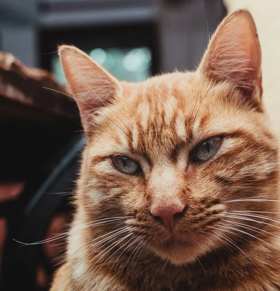 Вибірковий Фокус Знімок Чарівної Червоної Кішки — стокове фото