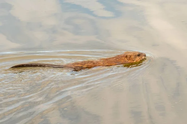 Nahaufnahme Eines Nerzes Der Einem See Schwimmt — Stockfoto