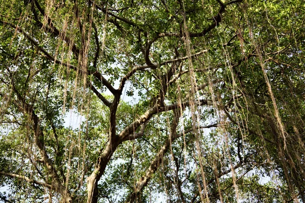 Tiro Close Uma Árvore Alta Com Folhas Verdes Contra Céu — Fotografia de Stock