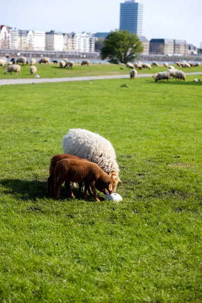 Ein Wolliges Schaf Und Braune Lämmer Grasen Auf Dem Flachen — Stockfoto
