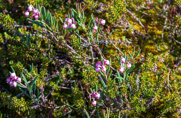 Zbliżenie Pięknej Bagienno Rozmarynu Andromeda Polifolia Roślina Kwiatami — Zdjęcie stockowe