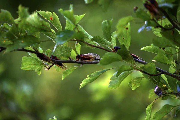 Ağaç Dallarında Ağustos Böceklerinin Yakın Plan Çekimi — Stok fotoğraf
